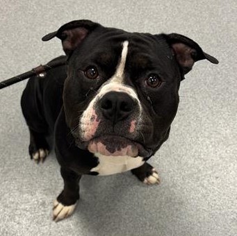 Shelter Stray Male Dog last seen Near, 2600 S Harding St, Indianapolis, IN 46221, USA