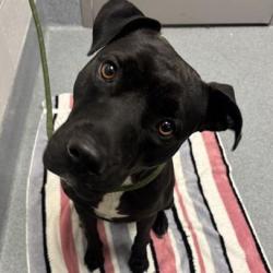 Shelter Stray Female Dog last seen Near, 2600 S Harding St, Indianapolis, IN 46221, USA