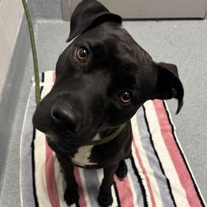 Shelter Stray Female Dog last seen Near, 2600 S Harding St, Indianapolis, IN 46221, USA