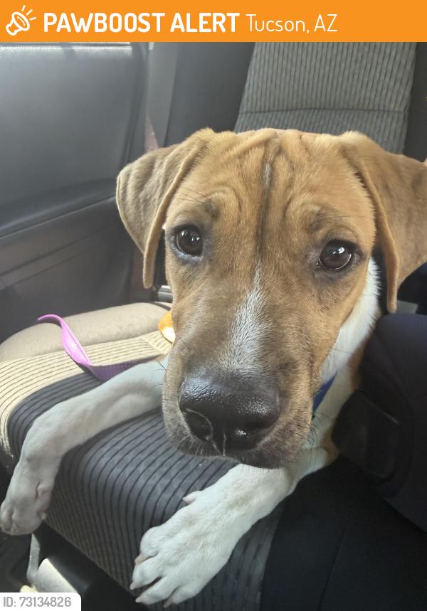Found/Stray Male Dog last seen Miracle Mile and Flowing Wells, Tucson, AZ 85705