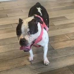 Shelter Stray Female Dog last seen Near, 2600 S Harding St, Indianapolis, IN 46221, USA