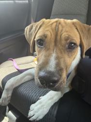 Found/Stray Male Dog last seen Miracle Mile and Flowing Wells, Tucson, AZ 85705