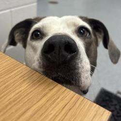 Shelter Stray Female Dog last seen Near, 2600 S Harding St, Indianapolis, IN 46221, USA