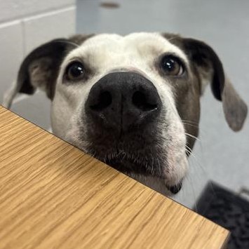Shelter Stray Female Dog last seen Near, 2600 S Harding St, Indianapolis, IN 46221, USA