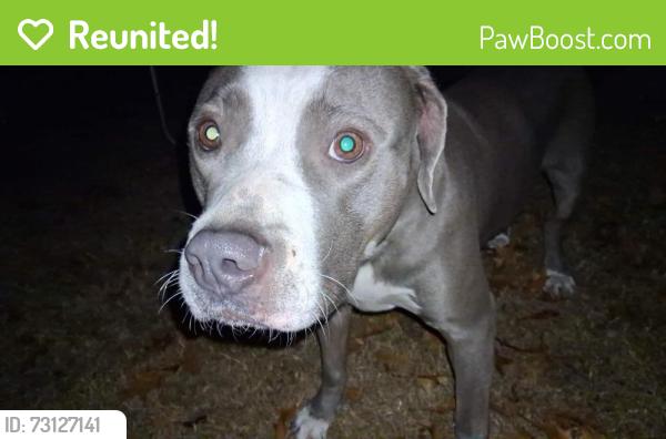 Reunited Female Dog last seen Grauwyler and Sunnybrook, Irving, TX 75061