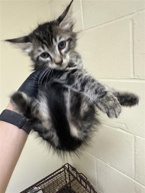 Shelter Stray Female Cat last seen LILY ST & GRAND AVE, 2127 Front St, Sacramento, CA 95818, USA
