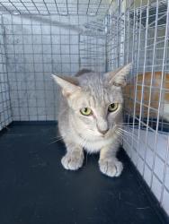 Shelter Stray Unknown Cat last seen Near BLOCK NW 59 WY, SUNRISE FL 33313, 2400 SW 42nd St, Fort Lauderdale, FL 33312, USA