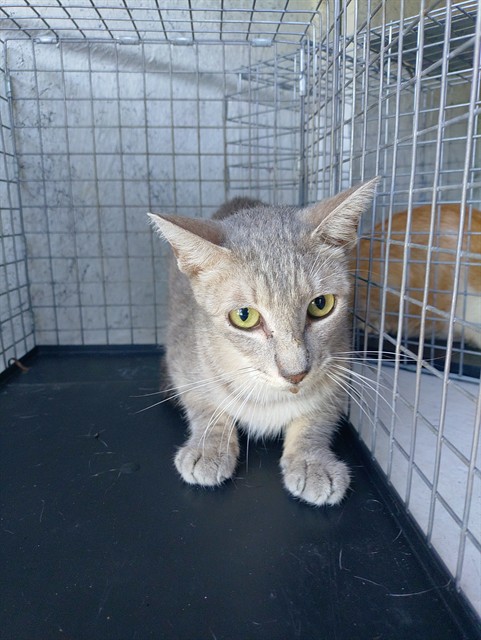 Shelter Stray Unknown Cat last seen Near BLOCK NW 59 WY, SUNRISE FL 33313, 2400 SW 42nd St, Fort Lauderdale, FL 33312, USA