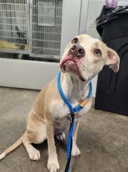Shelter Stray Female Dog last seen CR 40 ASTOR, 12280 County Rd 448, Tavares, FL 32778, USA