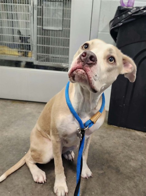 Shelter Stray Female Dog last seen CR 40 ASTOR, 12280 County Rd 448, Tavares, FL 32778, USA