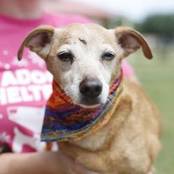 Shelter Stray Male Dog last seen DAWNVIEW, 4710 TX-151, San Antonio, TX 78227, USA