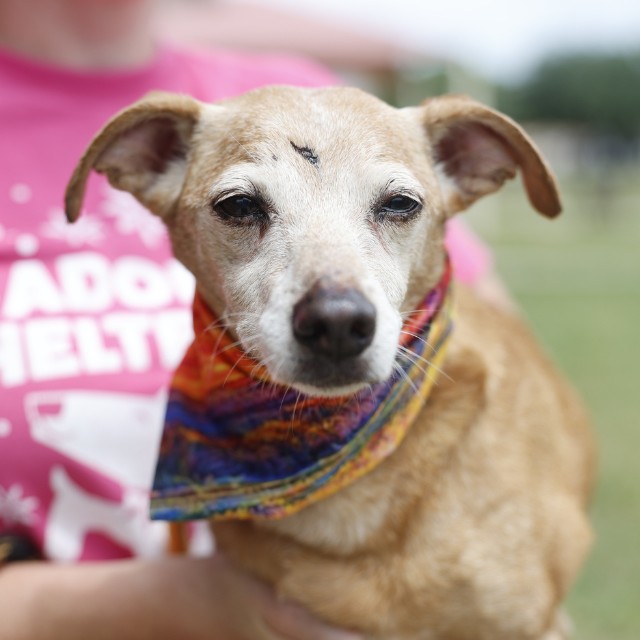Shelter Stray Male Dog last seen DAWNVIEW, 4710 TX-151, San Antonio, TX 78227, USA