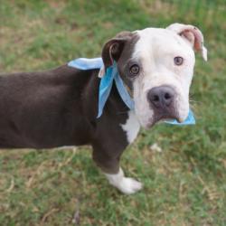 Shelter Stray Female Dog last seen Near BLOCK HICKS, 4710 TX-151, San Antonio, TX 78227, USA