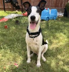 Shelter Stray Male Dog last seen Near BLOCK ACME, 4710 TX-151, San Antonio, TX 78227, USA