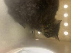Shelter Stray Male Cat last seen Near BLOCK 212TH AVE SE, AUBURN WA 98092, 21615 64th Ave S, Kent, WA 98032, USA