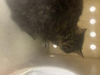 Shelter Stray Male Cat last seen Near BLOCK 212TH AVE SE, AUBURN WA 98092, 21615 64th Ave S, Kent, WA 98032, USA