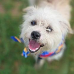 Shelter Stray Male Dog last seen Near BLOCK BRUNSWICK BLVD, 4710 TX-151, San Antonio, TX 78227, USA