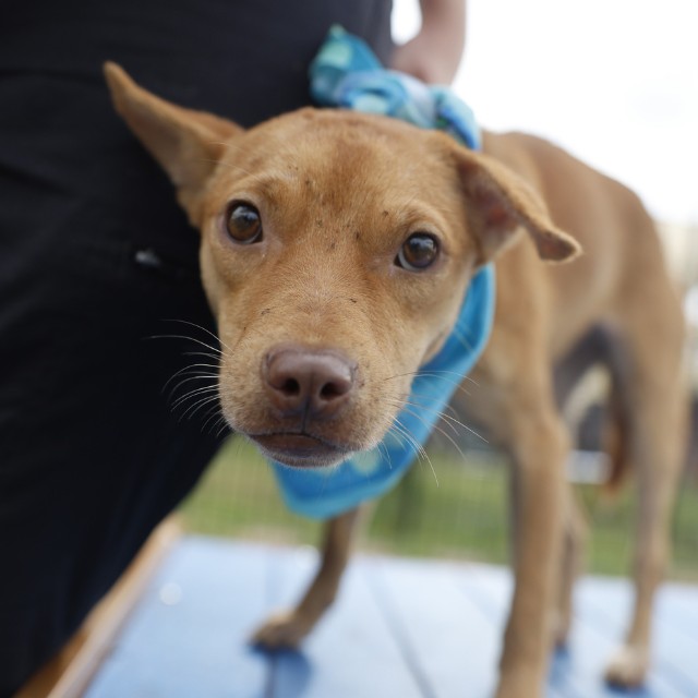 Shelter Stray Female Dog last seen Near BLOCK E SOUTHCROSS, 4710 TX-151, San Antonio, TX 78227, USA