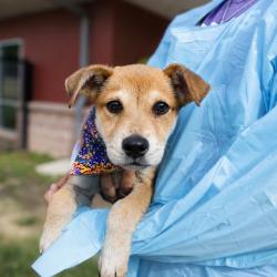 Shelter Stray Female Dog last seen Near BLOCK E SOUTHCROSS, 4710 TX-151, San Antonio, TX 78227, USA