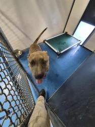 Shelter Stray Male Dog last seen Near BLK PANORAMA DR, BAKERSFIELD CA, 201 S Mt Vernon Ave, Bakersfield, CA 93307, USA