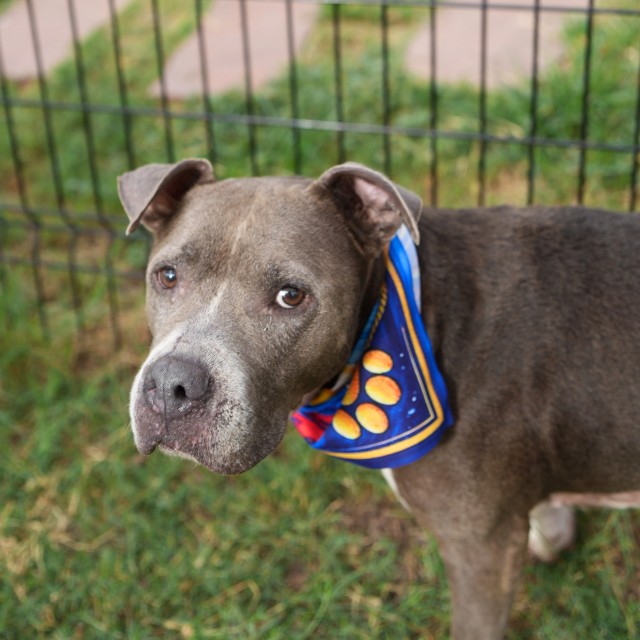 Shelter Stray Female Dog last seen Near BLOCK MEEKS, 4710 TX-151, San Antonio, TX 78227, USA