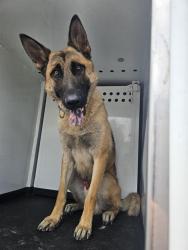 Shelter Stray Male Dog last seen Near BLK PENWOOD CT,BAKERSFIELD,CA, 201 S Mt Vernon Ave, Bakersfield, CA 93307, USA