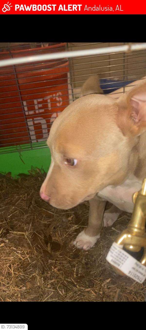 Lost Female Dog last seen Babbie, Andalusia, AL 36421