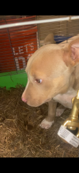 Lost Female Dog last seen Babbie, Andalusia, AL 36421