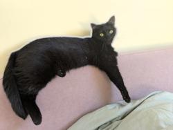 Reunited Female Cat last seen Haydons Road, Greater London, England SW19 8TR