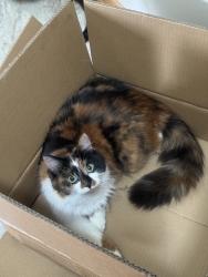 Reunited Female Cat last seen 150th St W & Greenhaven Dr, Burnsville, MN 55306