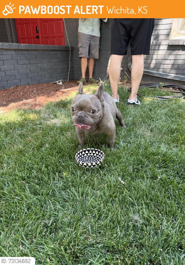 Found/Stray Male Dog last seen 13th and Maize, Wichita, KS 67212