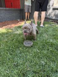 Found/Stray Male Dog last seen 13th and Maize, Wichita, KS 67212