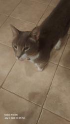 Reunited Male Cat last seen Victoria Drive and Collegeville Road, Skippack, PA 19426
