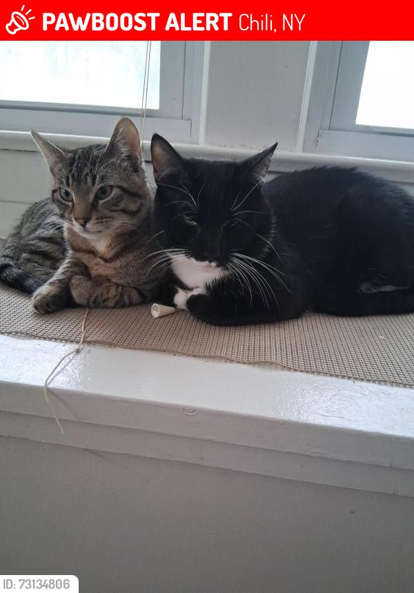 Lost Male Cat last seen Spicewood Ln, Chili, NY 14624