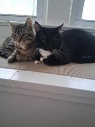 Lost Male Cat last seen Spicewood Ln, Chili, NY 14624