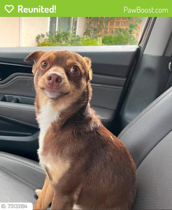 Reunited Unknown Dog last seen Cornell and Whittier, Hemet, CA 92544