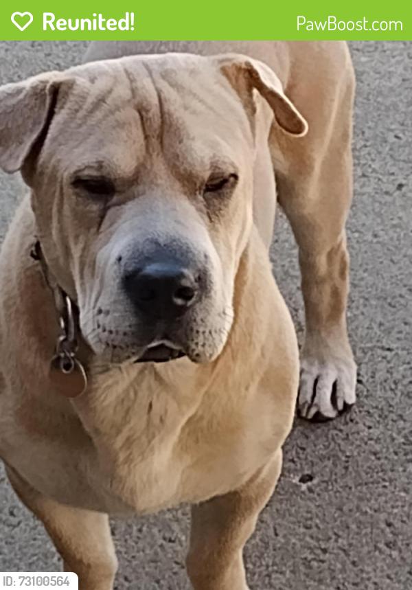 Reunited Male Dog last seen Memorial and 21st, Tulsa, OK 74129
