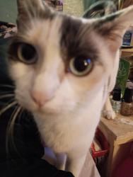 Lost Female Cat last seen 37th ave and rose garden lane, Phoenix, AZ 85308