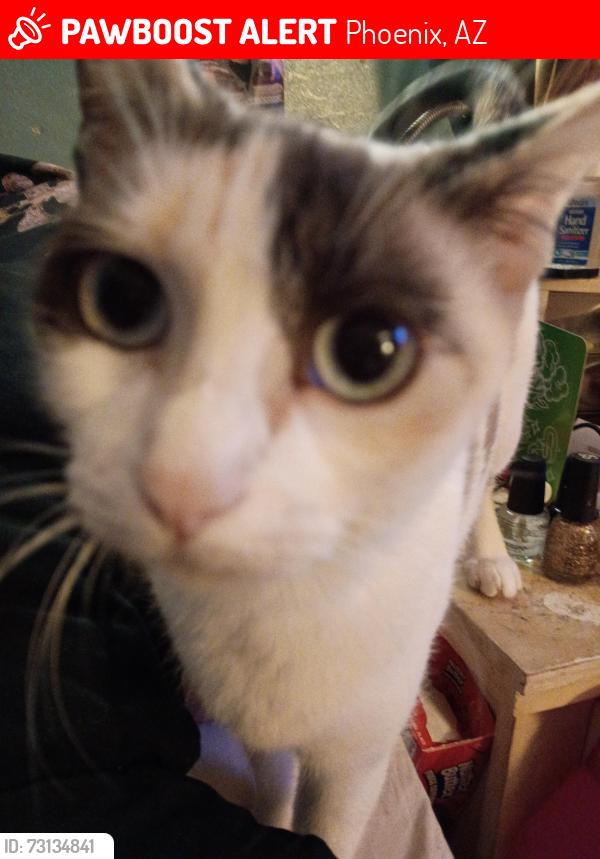 Lost Female Cat last seen 37th ave and rose garden lane, Phoenix, AZ 85308