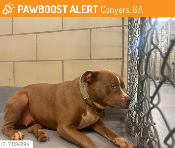 Found/Stray Female Dog last seen Located at Rockdale County Animal Service, 1506 Rockbridge Road, Conyers, GA 30012, Conyers, GA 30012