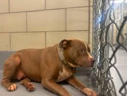 Found/Stray Female Dog last seen Located at Rockdale County Animal Service, 1506 Rockbridge Road, Conyers, GA 30012, Conyers, GA 30012