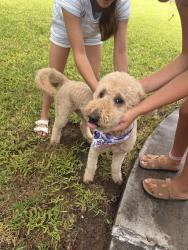 Reunited Male Dog last seen Hillcrest Pl, Midland, TX 79707, USA, Midland, TX 79707