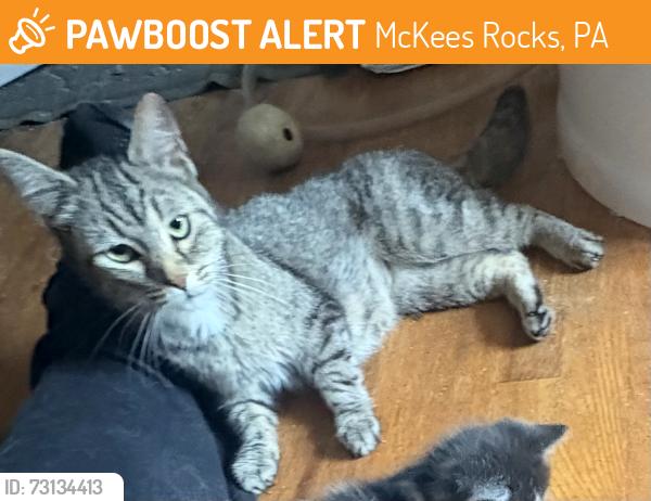 Found/Stray Female Cat last seen Jane & Sarah, McKees Rocks, PA 15136