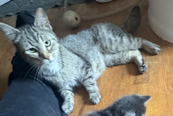 Found/Stray Female Cat last seen Jane & Sarah, McKees Rocks, PA 15136