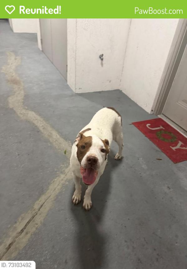 Reunited Unknown Dog last seen Ives dairy road - San Simeon Way, Miami, FL 33179