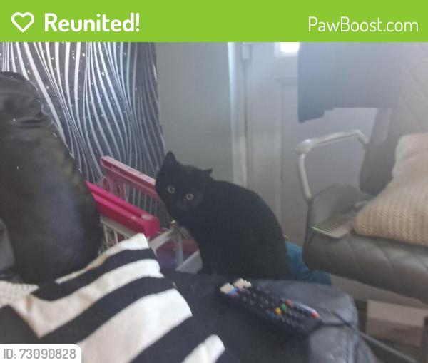 Reunited Female Cat last seen Kings norton, West Midlands, England B38