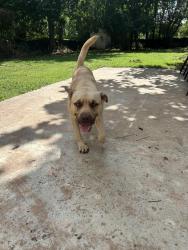 Found/Stray Male Dog last seen E Lockheed Drive/ East Fairchild Drive, Midwest City, OK 73110