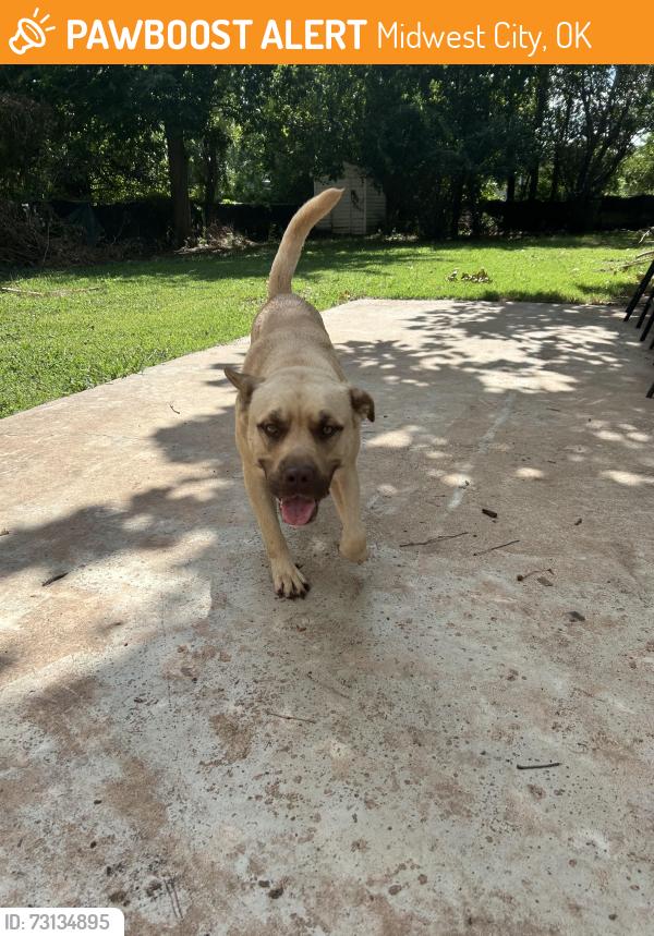 Found/Stray Male Dog last seen E Lockheed Drive/ East Fairchild Drive, Midwest City, OK 73110
