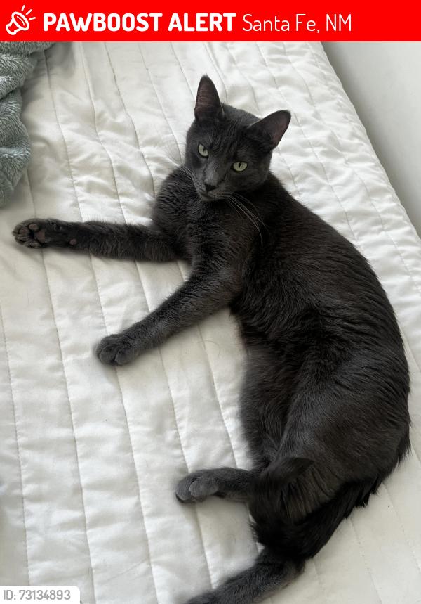 Lost Female Cat last seen Near Case Rd, Santa Fe, NM 87507