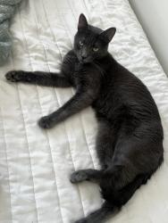 Lost Female Cat last seen Near Case Rd, Santa Fe, NM 87507